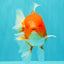 CHUNKY A Grade Cherry Blossom Red White Oranda Male 5.5 inches #061926OR_25