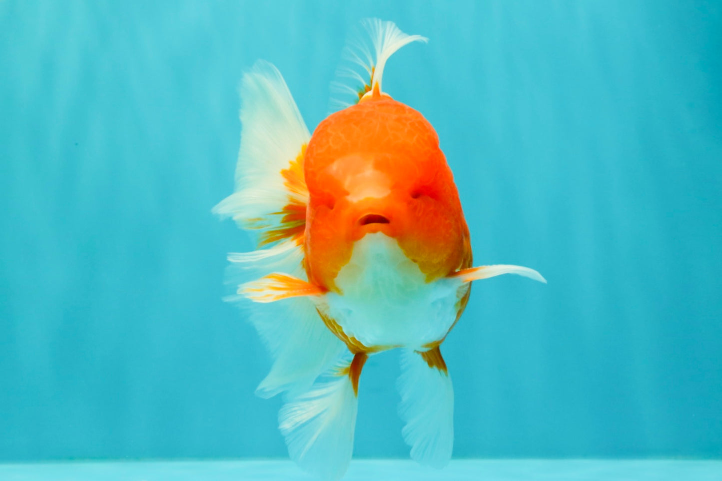 CHUNKY A Grade Cherry Blossom Red White Oranda Male 5.5 inches #061926OR_25