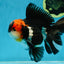 AAA Grade Tricolor Oranda Male 5.5 inches #052325_11
