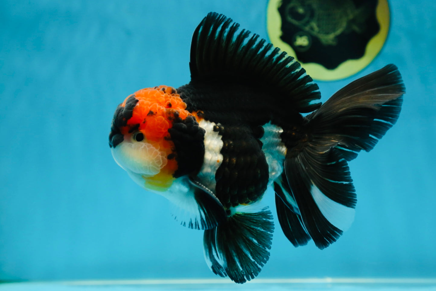 AAA Grade Tricolor Oranda Male 5.5 inches #052325_11