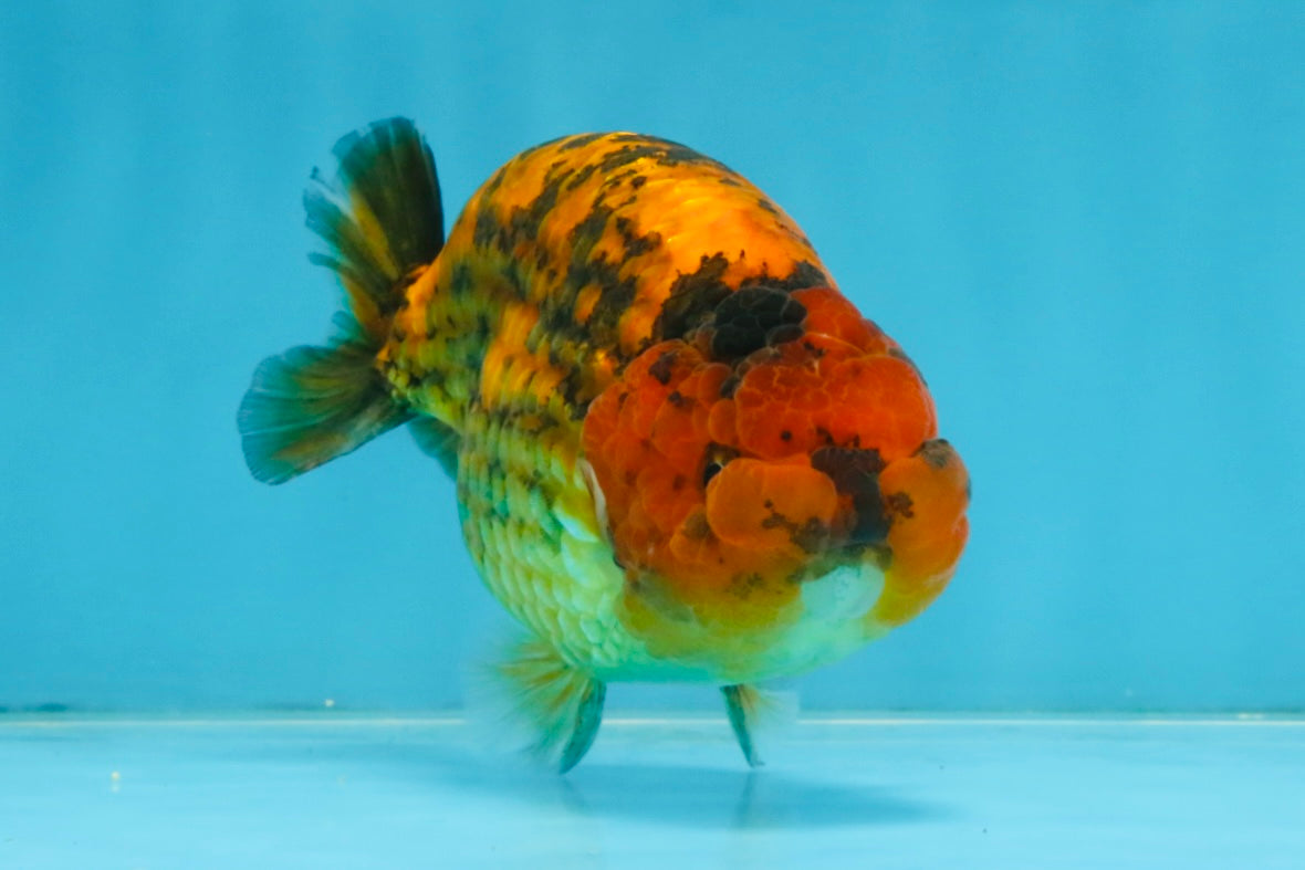 CHUBBY A Grade Tiger LionKing 4.5 inches #112825LC_12