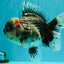 AAA Grade Calico Kirin Oranda Female 6.5 inches #100226OR_33
