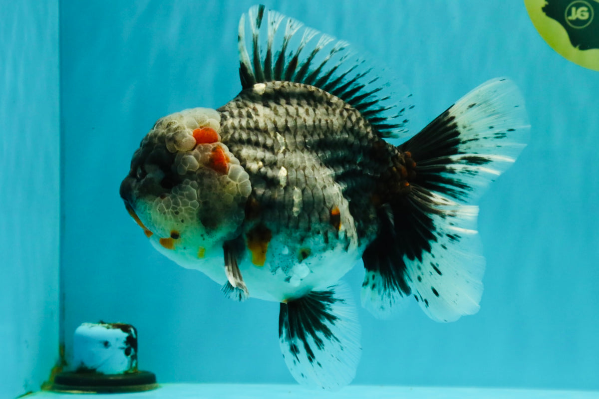 AAA Grade Calico Kirin Oranda Female 6.5 inches #100226OR_33