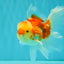 Red White Oranda Male 5.5 inches #081426OR_07