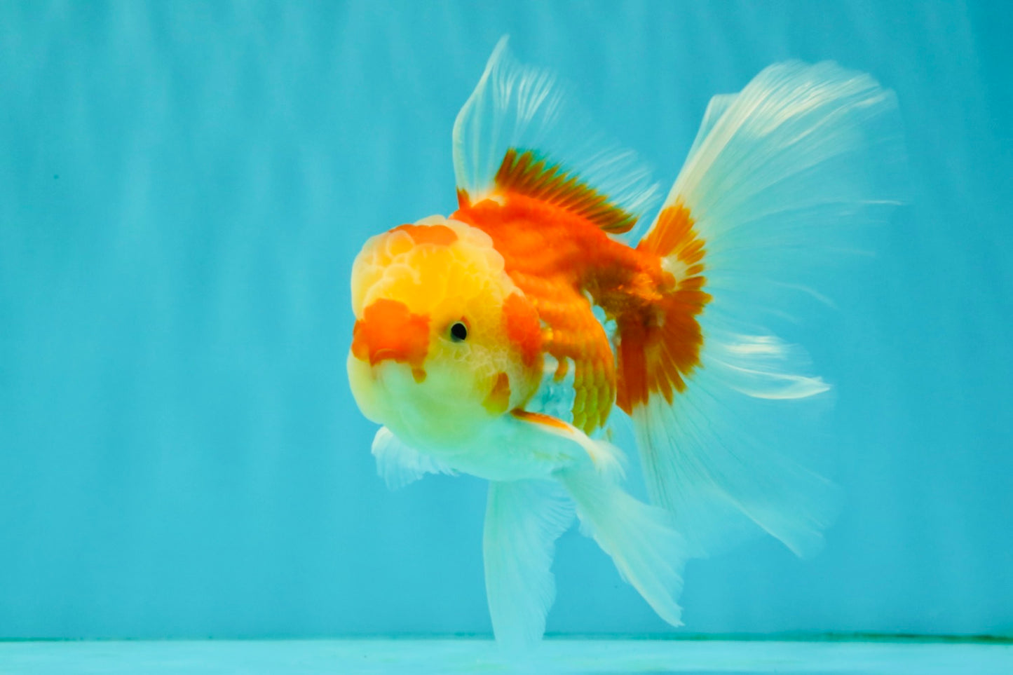 Red White Oranda Male 5.5 inches #081426OR_07