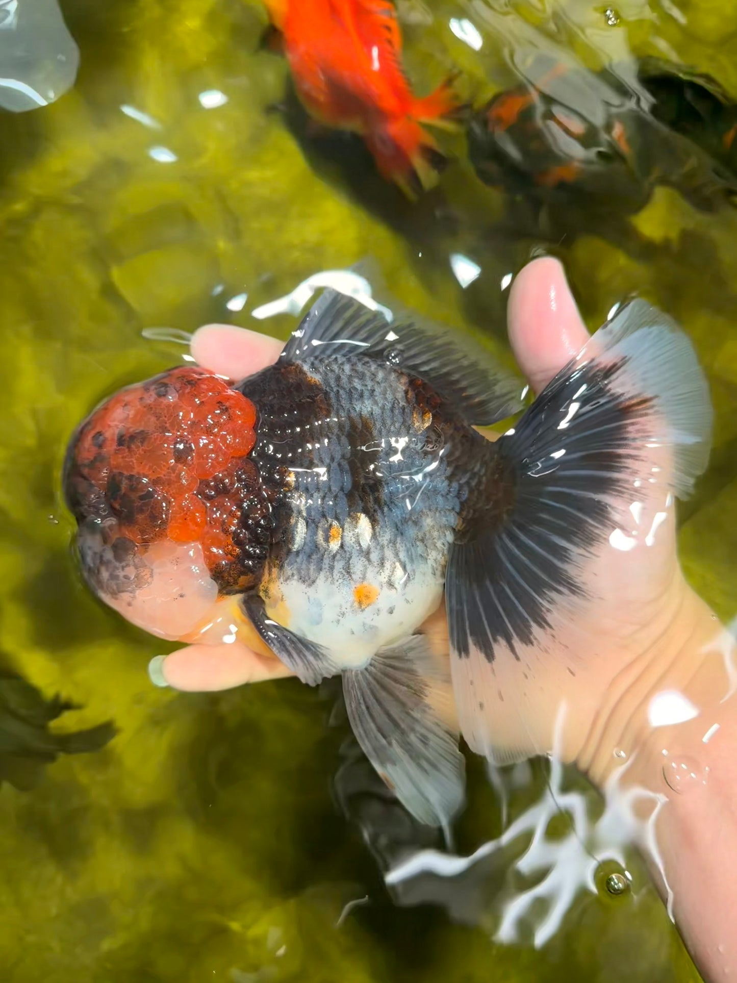 BULLDOG AAA Grade Red Head Kirin Calico Oranda Male 6.5 inches #022026OR_06