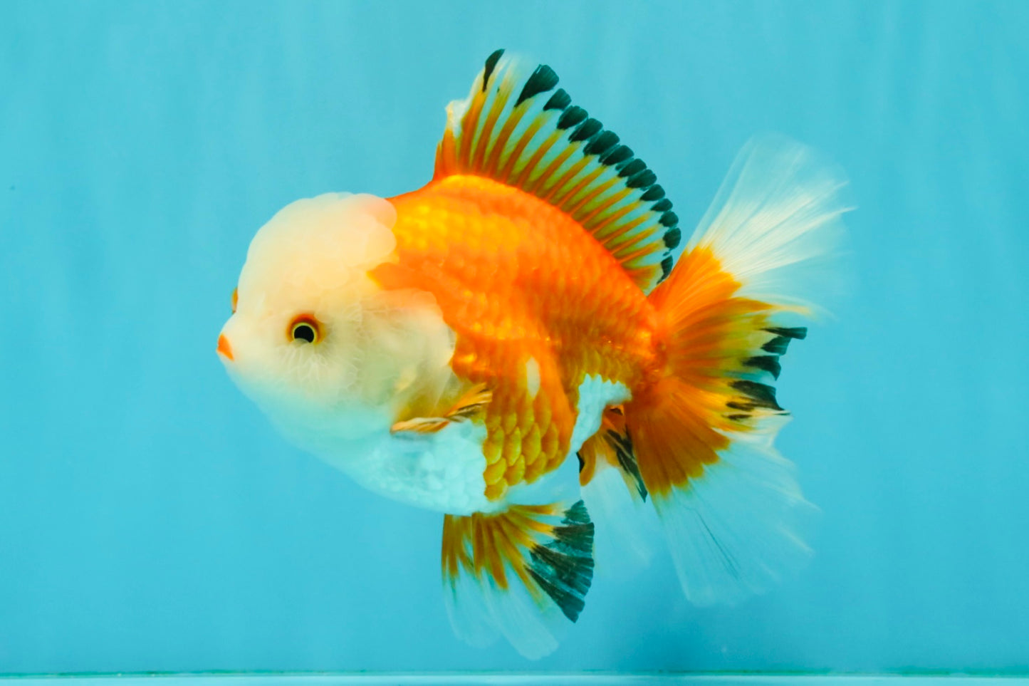FLUFFY TAIL A Grade Apache Oranda Female 5.5-6 inches #041726OR_07