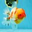AAA Grade Godzilla Kohaku Sakura Oranda Male 5-5.5 inches #050925OR_56
