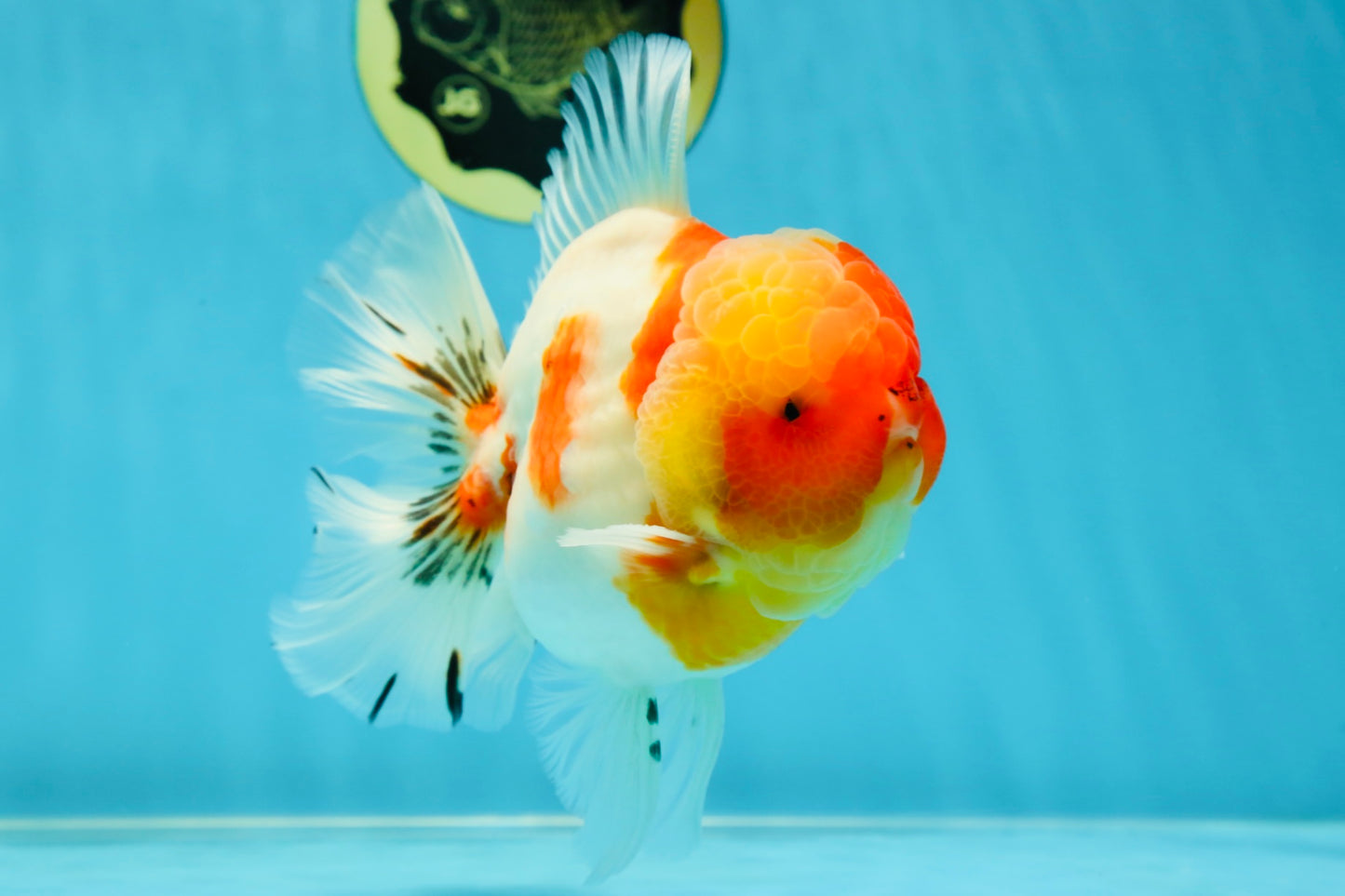 AAA Grade Godzilla Kohaku Sakura Oranda Male 5-5.5 inches #050925OR_56
