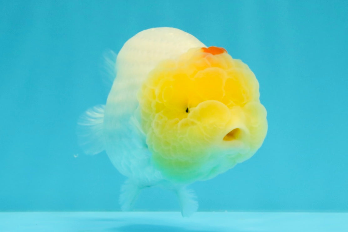 A Grade Red White LionQueen 4.5 inches #031326LC_07