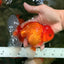 A Grade Red White Oranda Male 6 inches #101626OR_06