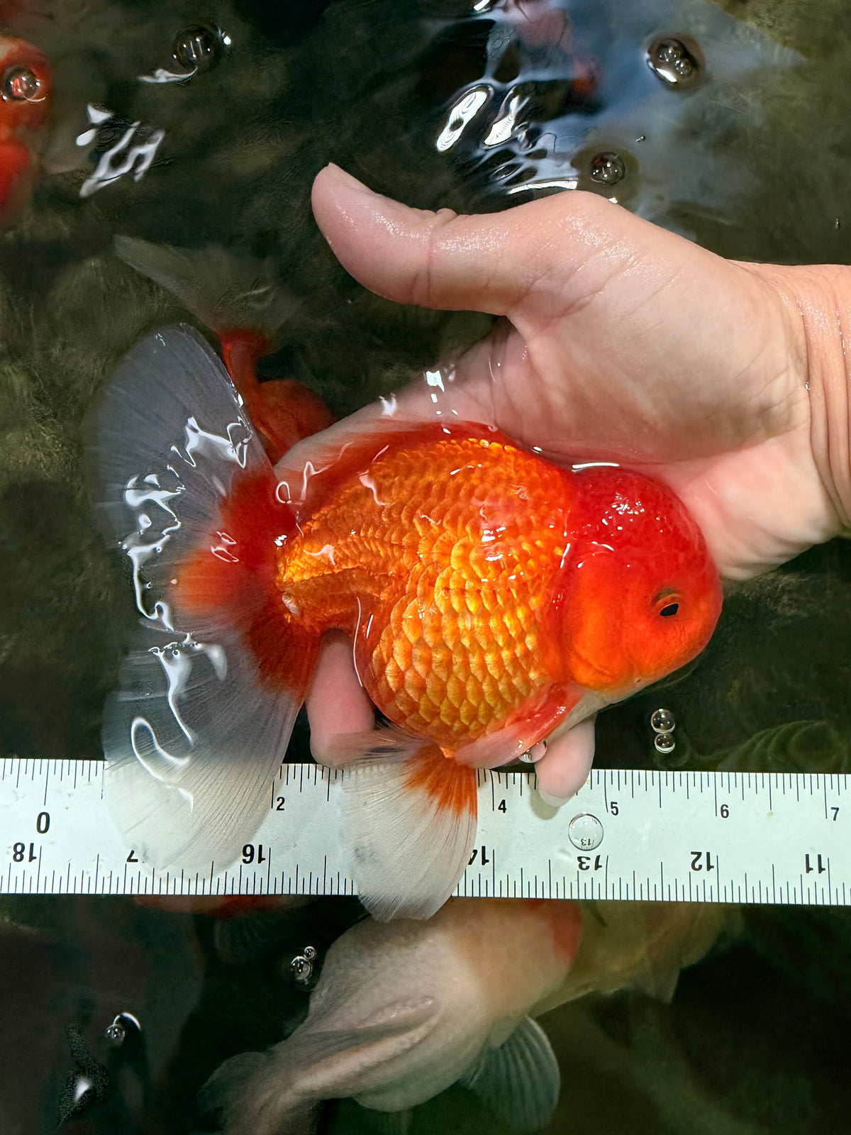 A Grade Red White Oranda Male 6 inches #101626OR_06