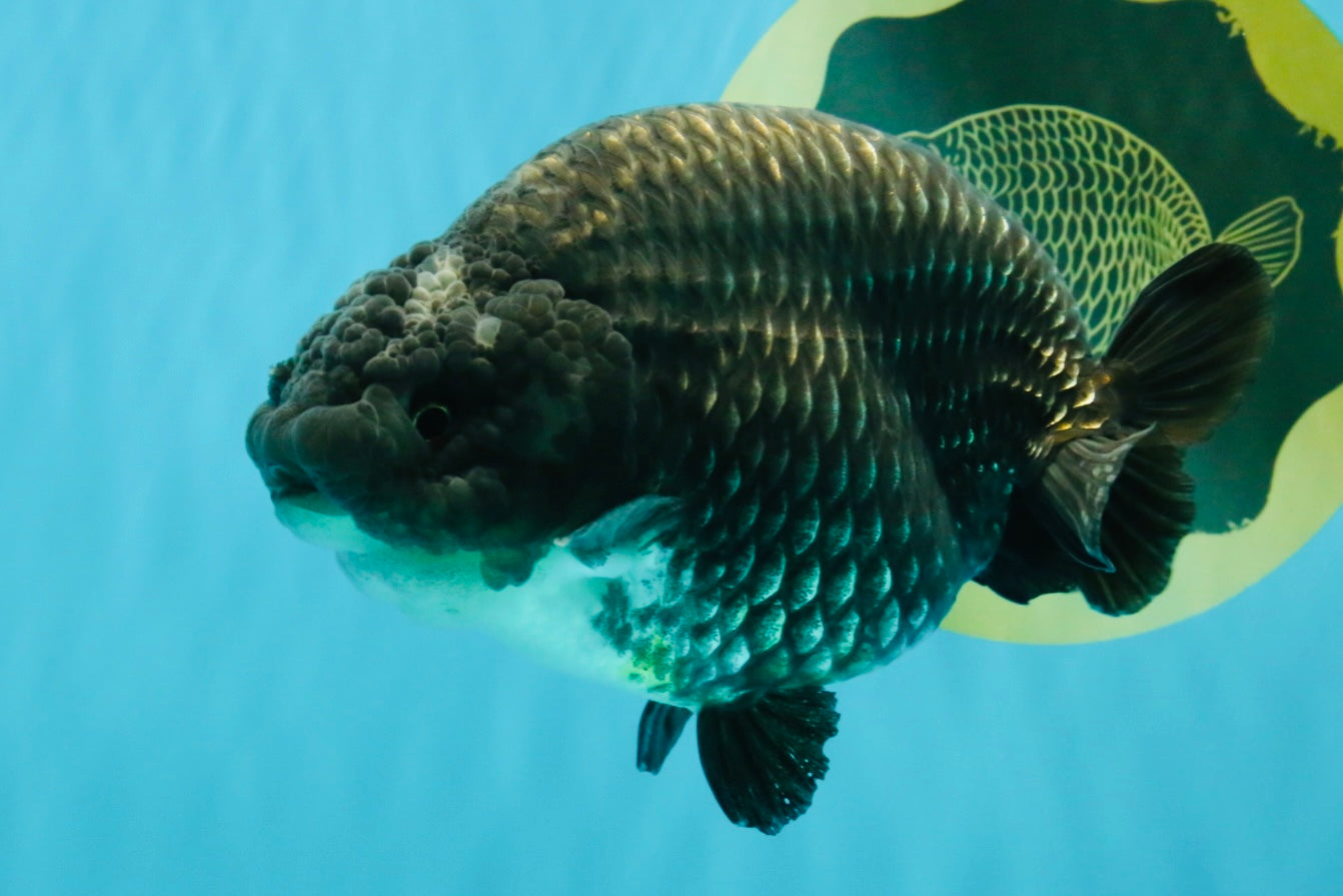 A Grade Blue Chinese Ranchu Female 5 inches #022726RC_22