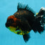 AAA Grade Dark Tiger Godzilla Oranda Female 6.5-7 inches #060625OR_13