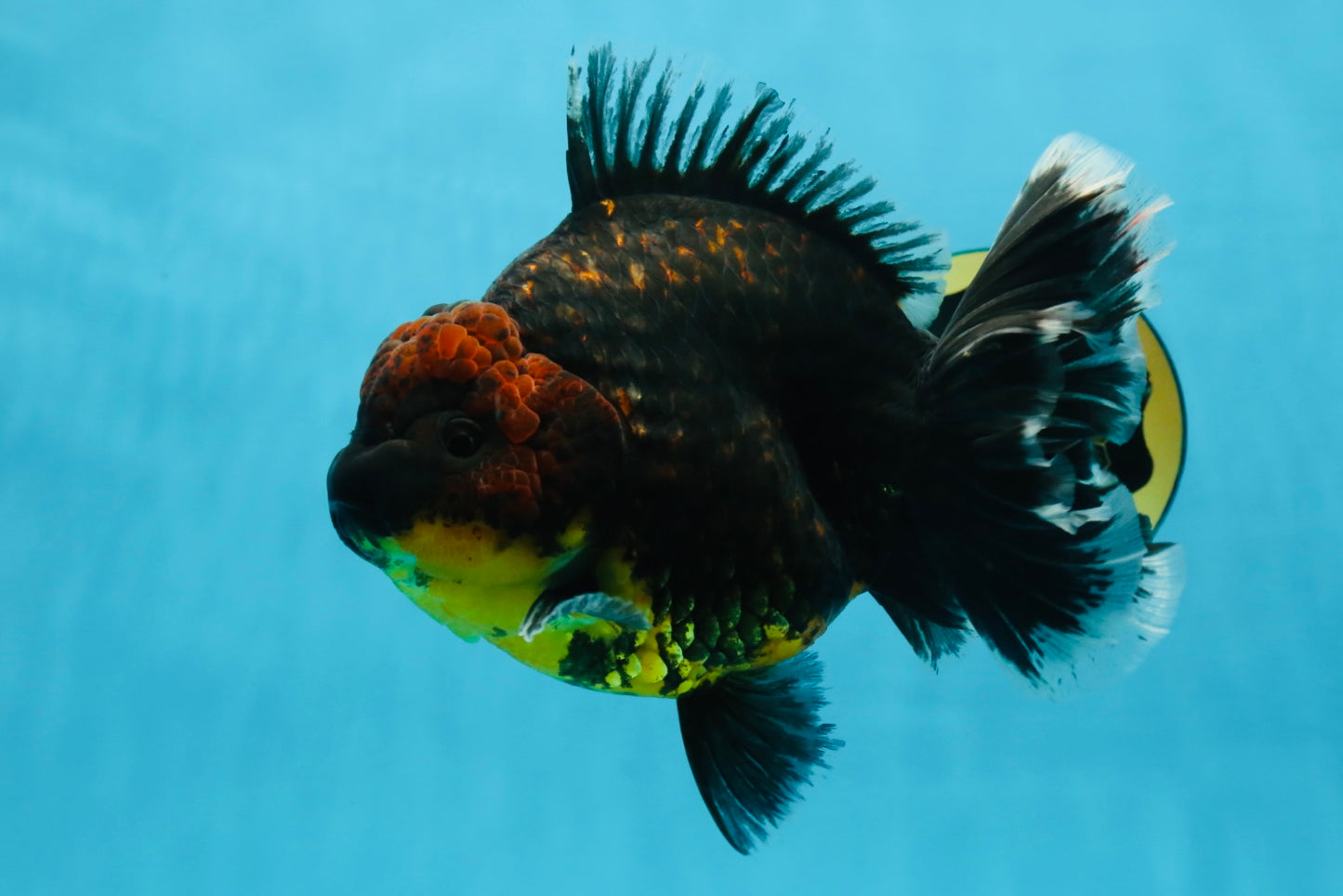AAA Grade Dark Tiger Godzilla Oranda Female 6.5-7 inches #060625OR_13