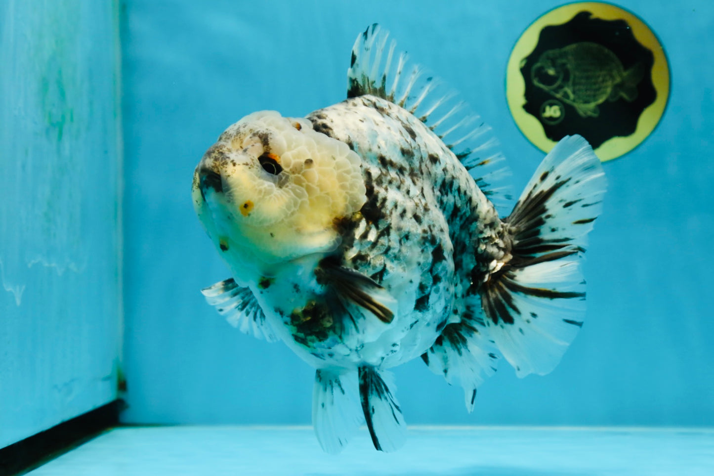 MONSTER AAA Grade White Tiger Yuanbao Male 7-7.5 inches #042525_01