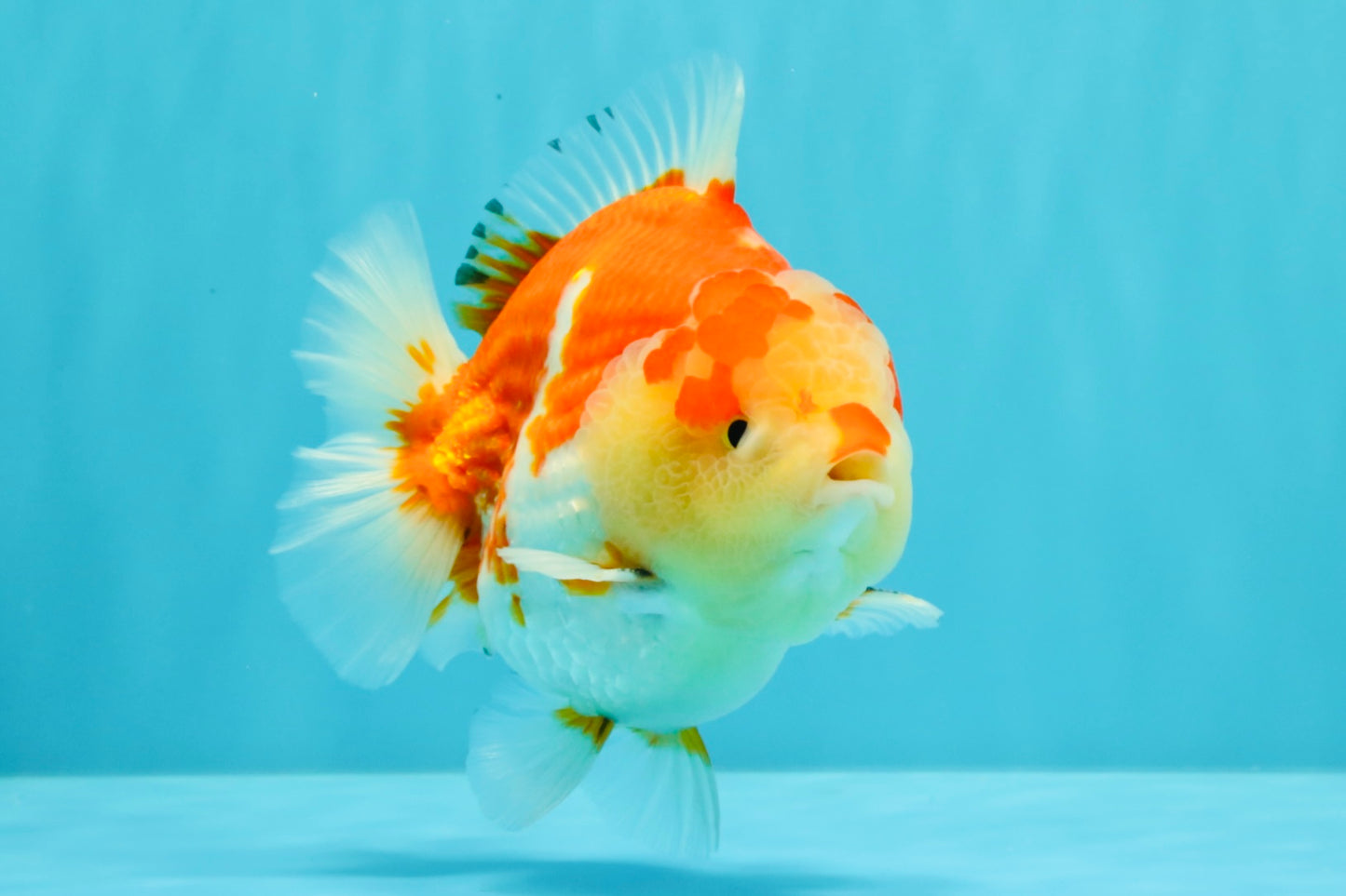 AAA Grade Godzilla Red White Yuanbao Male 5-5.5 inches #031326YB_20