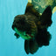GODZILLA AAA Grade Black Oranda Male 6 inches #100926OR_24
