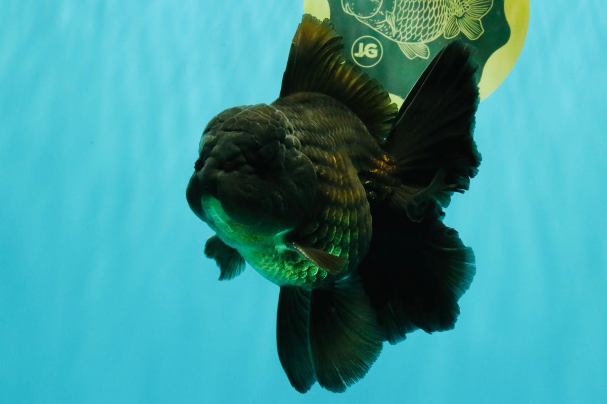 GODZILLA AAA Grade Black Oranda Male 6 inches #100926OR_24