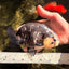 Ink Chinese Ranchu Male 5.5-6 inches #050826RC_13