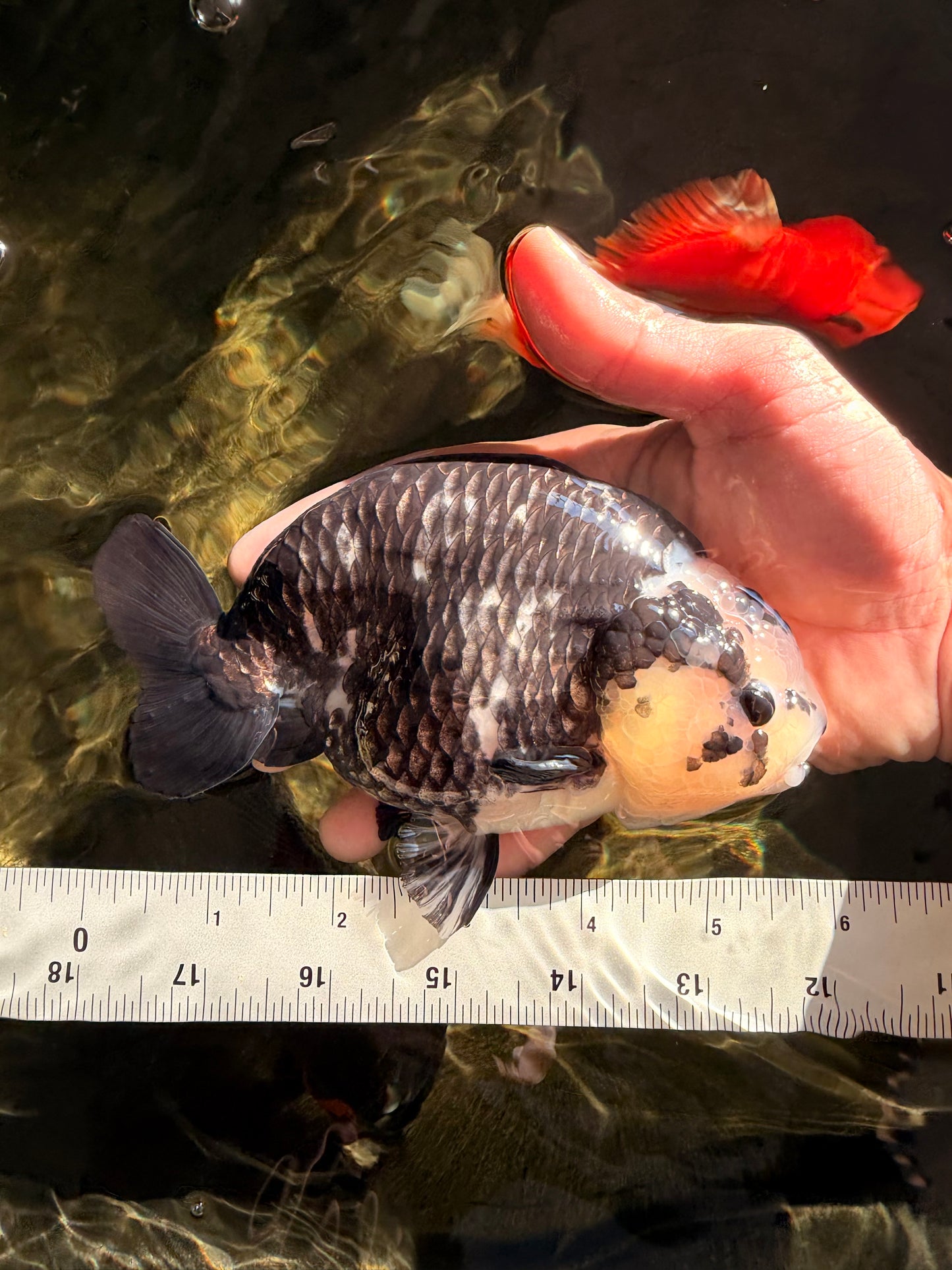 Ink Chinese Ranchu Male 5.5-6 inches #050826RC_13