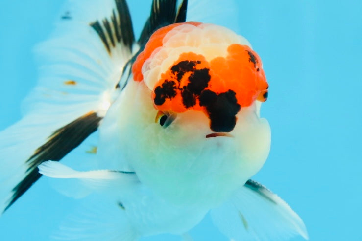 AAA Grade Tricolor Oranda Male 4.5 inches #0913OR_09