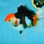 A Grade Tricolor Oranda Male 5-5.5 inches #082225OR_19