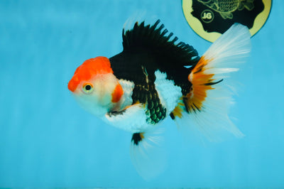 A Grade Tricolor Oranda Male 5-5.5 inches #082225OR_19