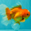 A Grade Red White Oranda Male 5.5-6 inches #091826OR_03