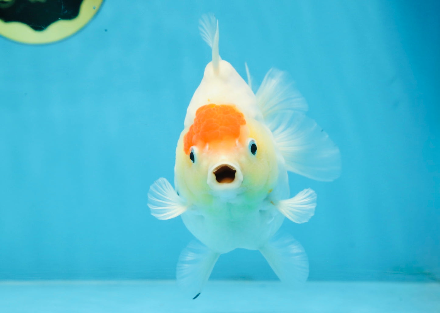 A Grade Young Godzilla Tancho Sakura Yuanbao Male 4.5 inches #101725YB_26