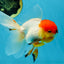 A Grade Tricolor Oranda Male 5-5.5 inches #060625OR_14