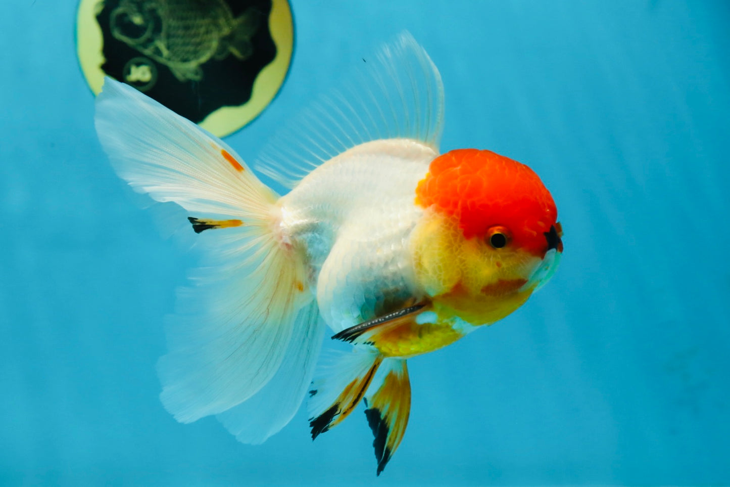 A Grade Tricolor Oranda Male 5-5.5 inches #060625OR_14