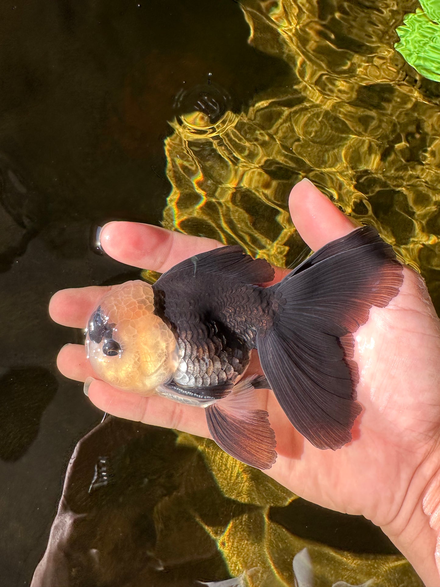 A Grade UNIQUE Lemonhead Panda Button Eyes Oranda Male 4.5-5 inches #1018OR_23