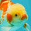 A Grade Kohaku Oranda Male 6-6.5 inches #090426OR_10