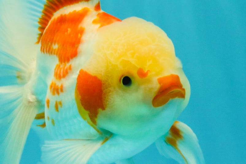 A Grade Kohaku Oranda Male 6-6.5 inches #090426OR_10
