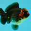 UNIQUE AAA Grade Apache Yuanbao Male 5-5.5 inches #051526YB_06