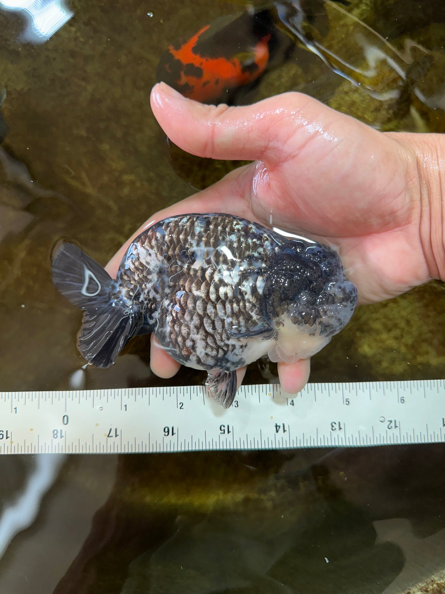 AAA Grade White Tiger LionQueen 5-5.5 inches #081525LC_04