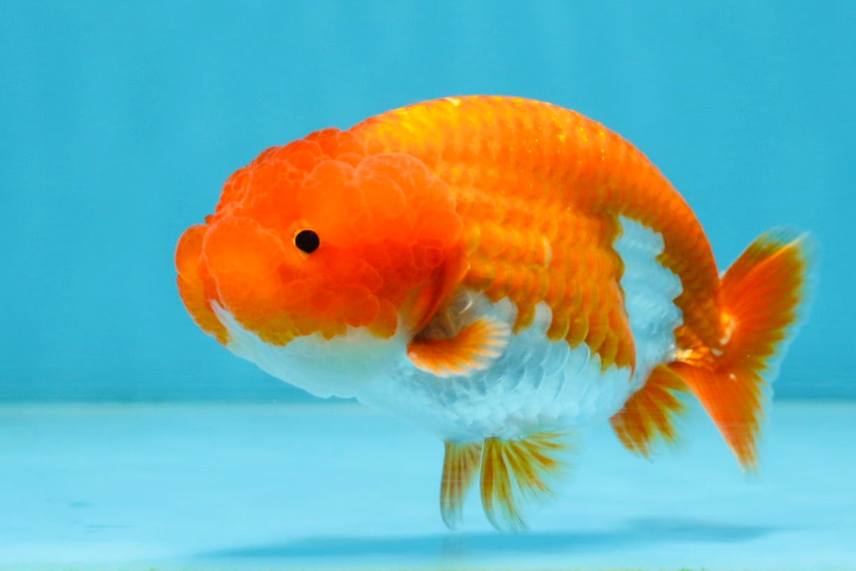 AAA Grade Young Red White LionQueen 4 inches #101025LC_08