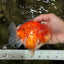 AAA Grade Sakura Yuanbao Male 5-5.5 inches #100226YB_06