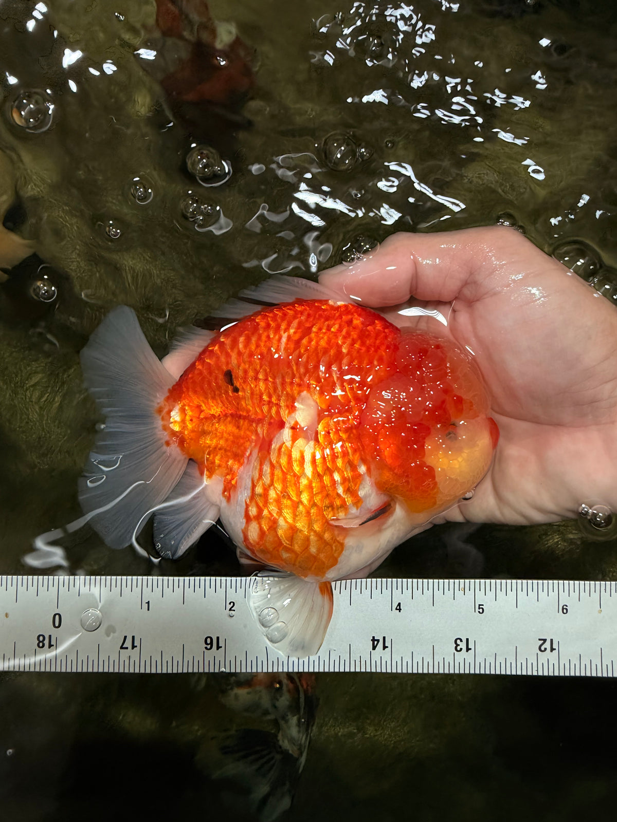 AAA Grade Sakura Yuanbao Male 5-5.5 inches #100226YB_06