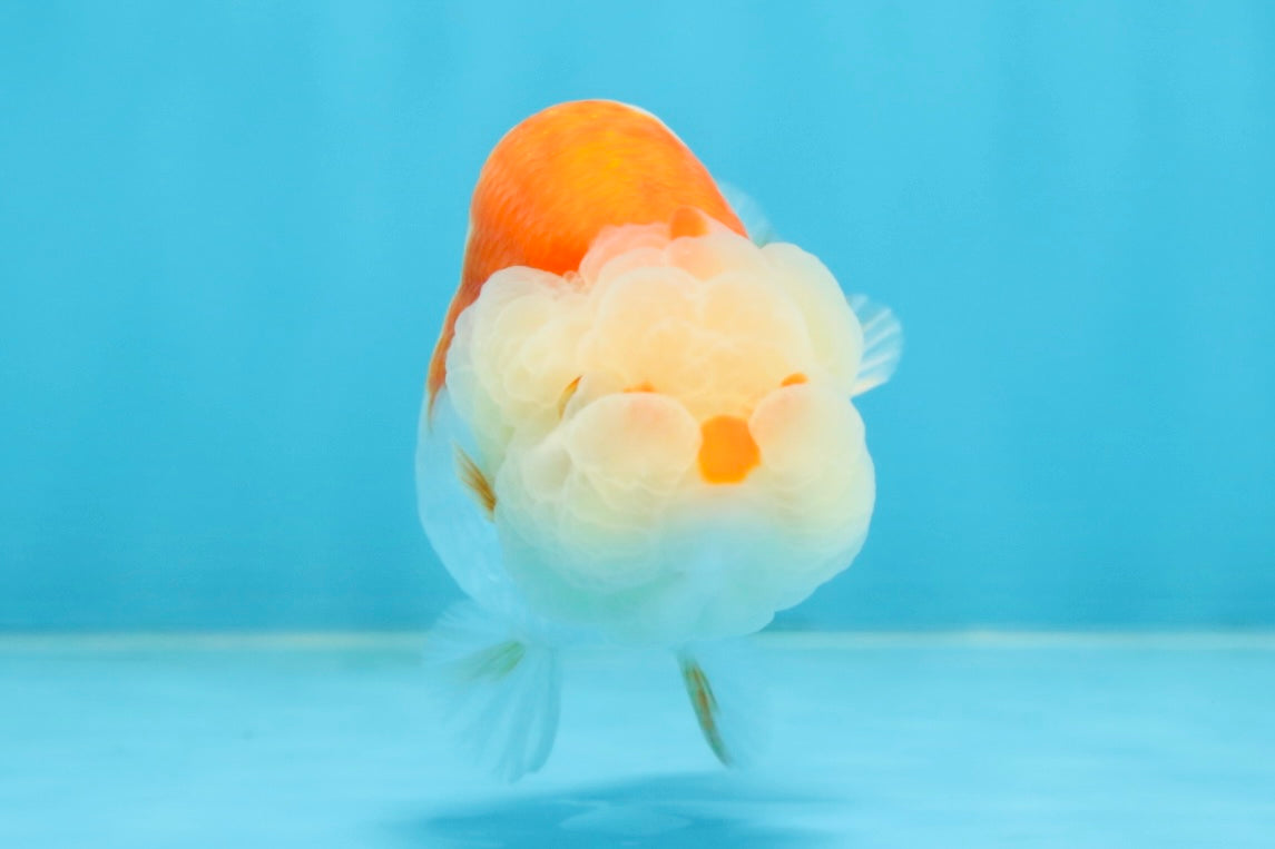 ADORABLE AAA Grade Red White LionQueen 4 inches #102425LC_16