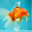 A Grade Red White Oranda Male 6.5 inches #090426OR_14