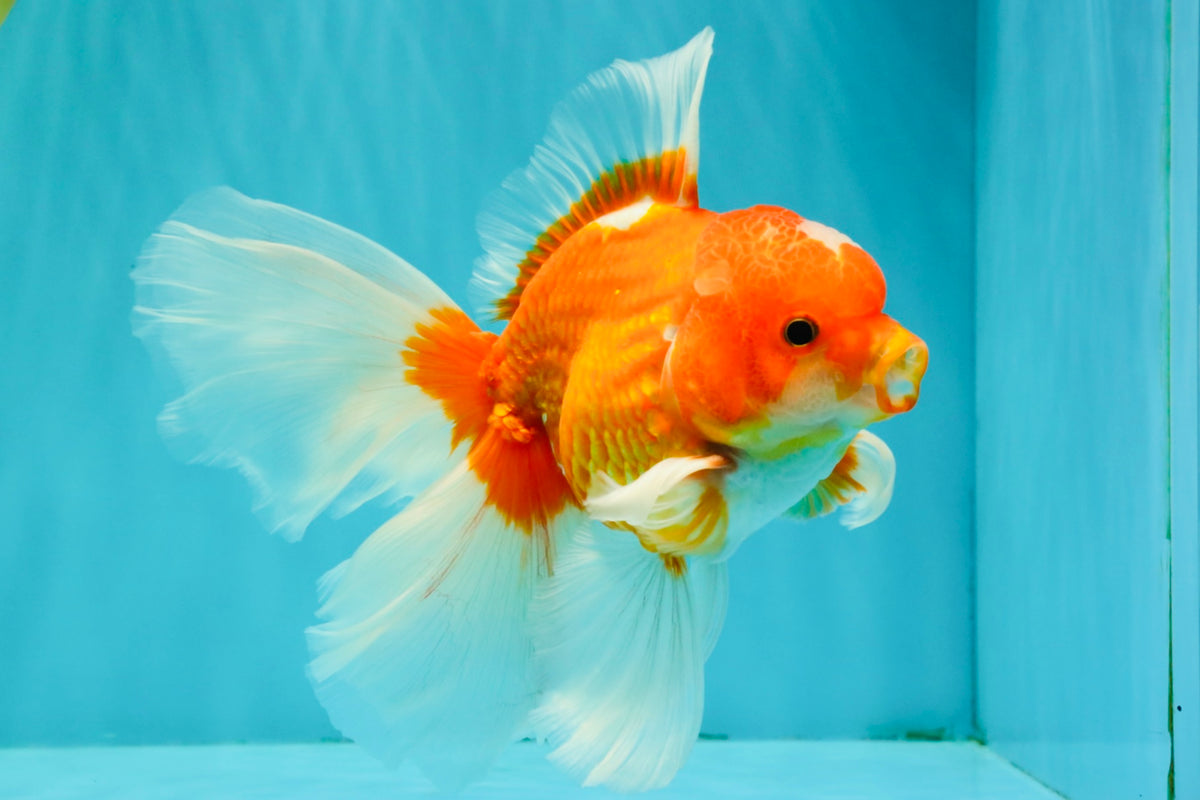 A Grade Red White Oranda Male 6.5 inches #090426OR_14