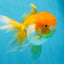 Orange White Oranda Female 5.5 inches #071125OR_07