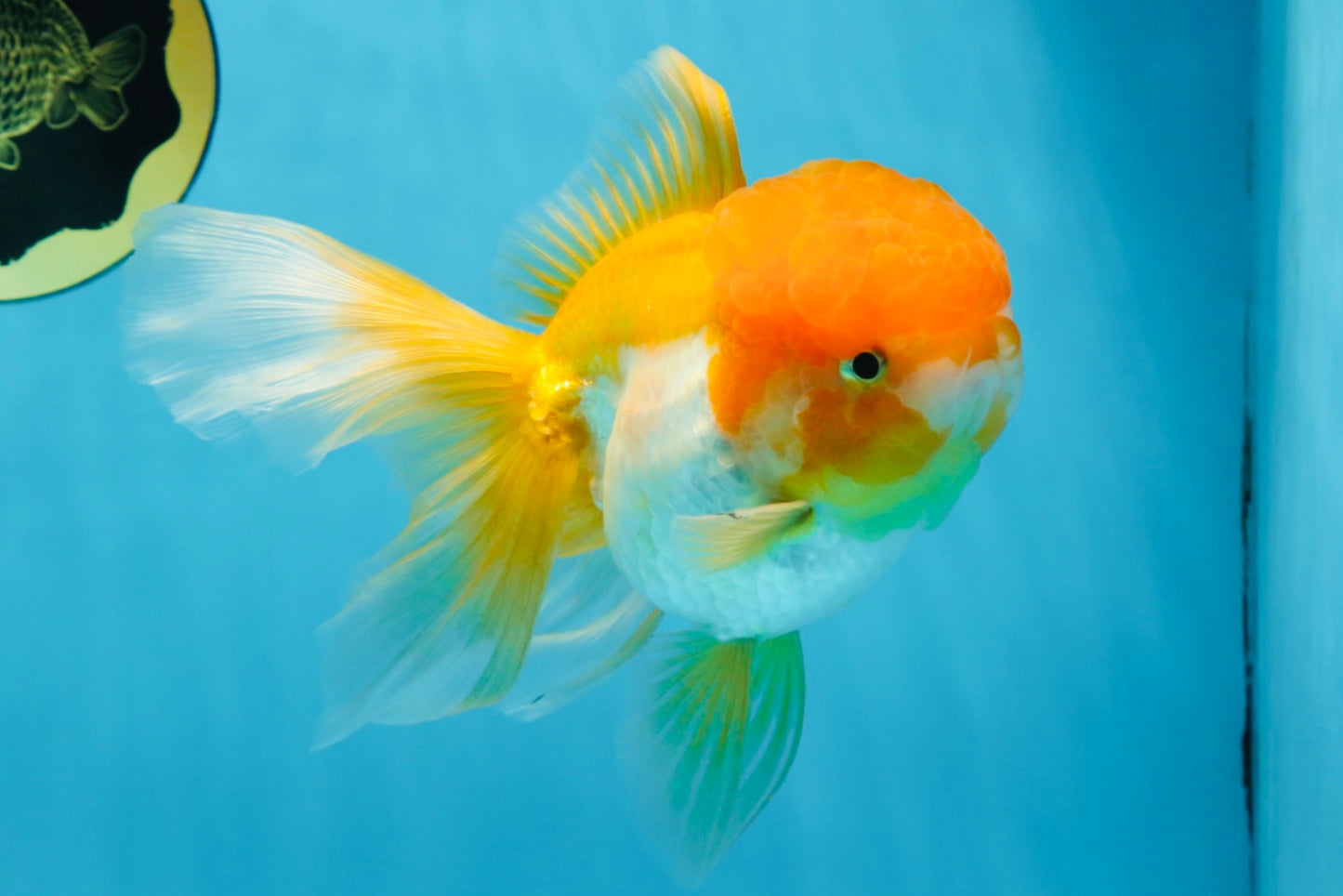 Orange White Oranda Female 5.5 inches #071125OR_07
