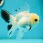 A Grade Panda Black Nose Button Eyes Oranda Female 5 inches #111524OR_19