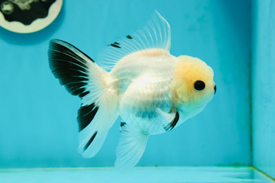 A Grade Panda Black Nose Button Eyes Oranda Female 5 inches #111524OR_19