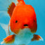 TOMATO AAA Grade Red White Oranda Male 5.5-6 inches #082225OR_11