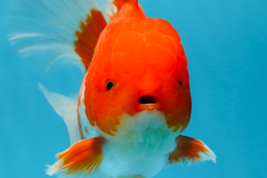 TOMATO AAA Grade Red White Oranda Male 5.5-6 inches #082225OR_11