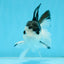 A Grade Nugget SO CUTE Panda Button Eyes Oranda Male 4.5 inches #010325OR_15